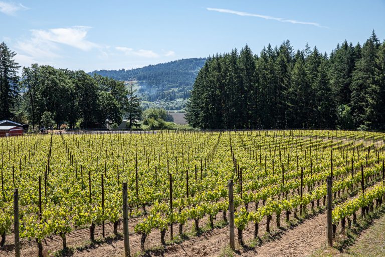 utopia vineyard ribbon ridge ava 768x513