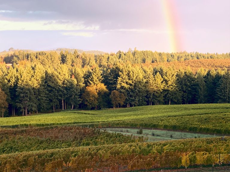 lichtenwalter vineyard bright rainbow 768x576