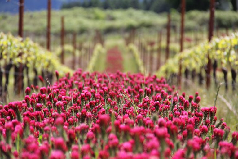 ayres vineyard 768x512