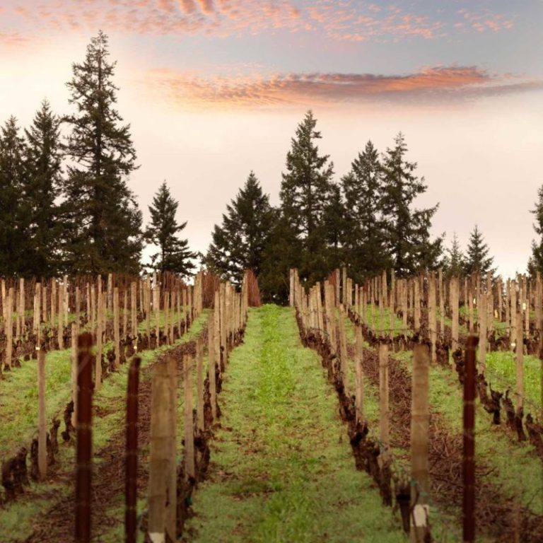 beaux freres vineyard 768x768