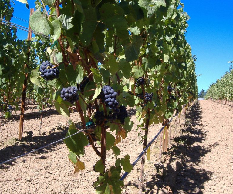 bramble hill vines 768x640