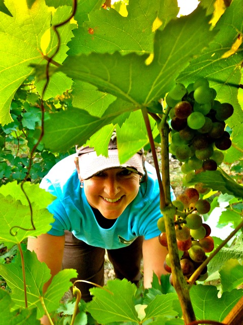 brick house vineyard