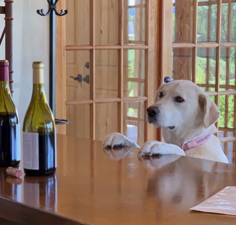 claygate vineyard wine dog