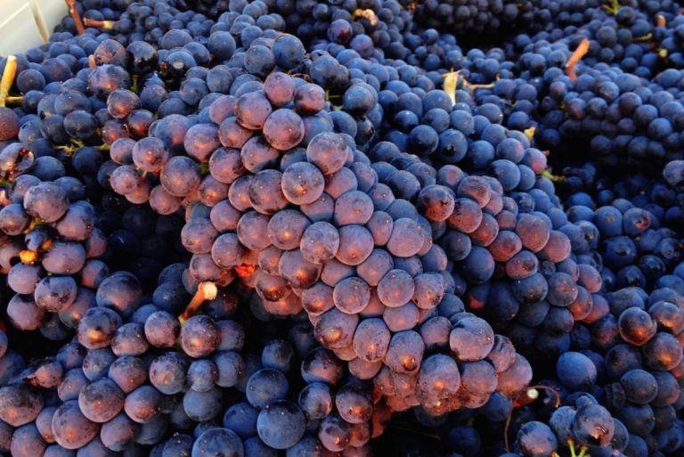halliday hill grapes 768x513
