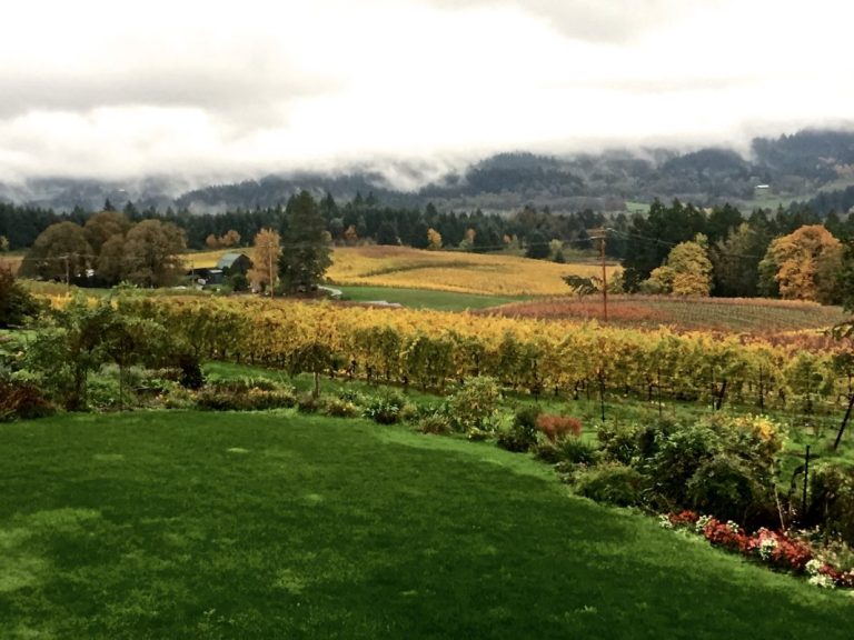 halliday hill vineyard 768x576