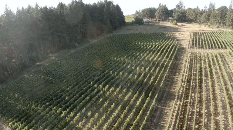 le pre du col vineyard 768x429
