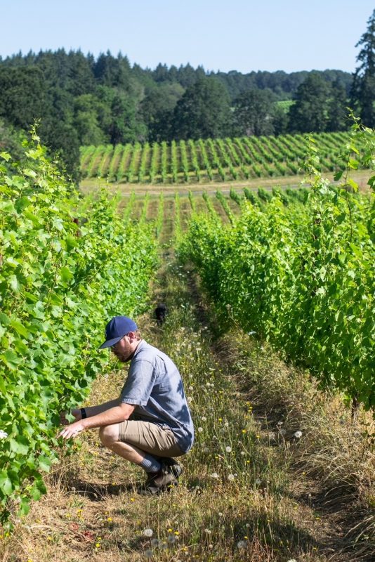 norris wines winemaker