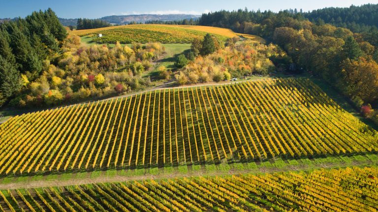 patricia green cellars 768x431