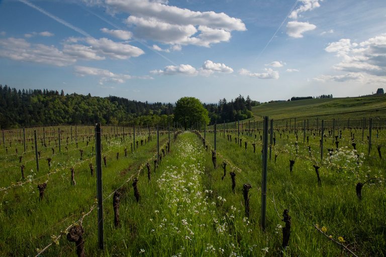 purple hands vineyard 768x512