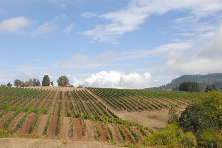 ridgecrest wines vineyard 768x514