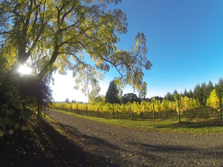 styring vineyards vines 768x575
