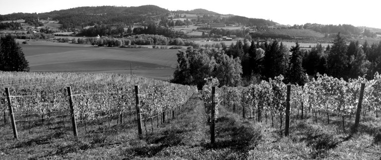 the south face vineyard 768x324