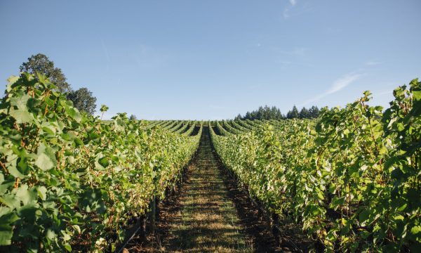 Ribbon Springs Vineyard